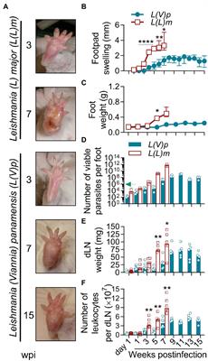 A Mouse Model of Ulcerative Cutaneous Leishmaniasis by Leishmania (Viannia) panamensis to Investigate Infection, Pathogenesis, Immunity, and Therapeutics